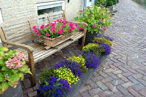 Exemple de fleurs et de plantes bien conservées en été